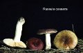 Russula cessans-amf1740